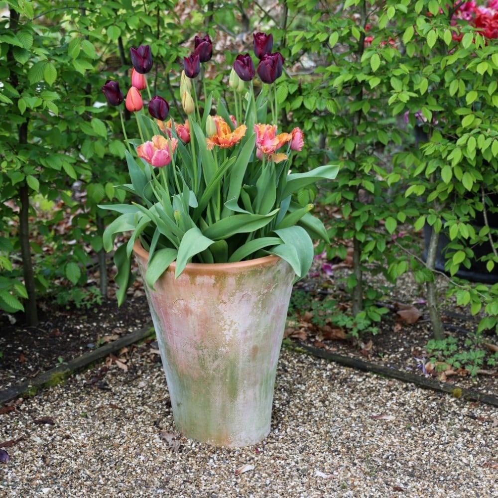 Radicchio tulip collection