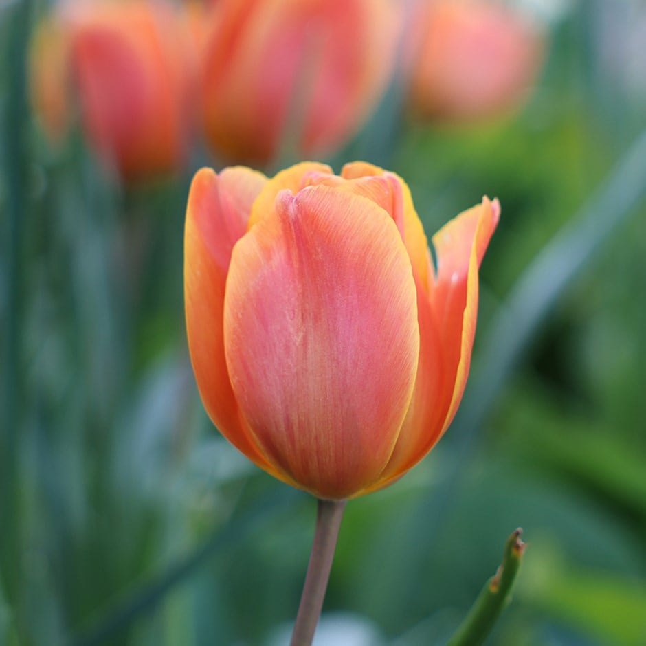 <i>Tulipa</i> 'Annie Schilder'