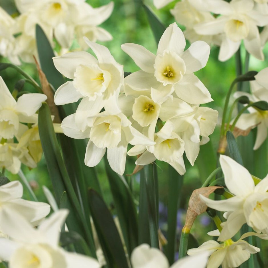 Buy triandrus daffodil bulbs Narcissus 'Starlight Sensation'