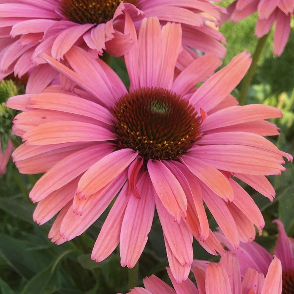 <i>Echinacea</i> <b class=small-caps>SunSeekers Rainbow</b> ('IFECSSRA') (PBR) (SunSeekers Series)