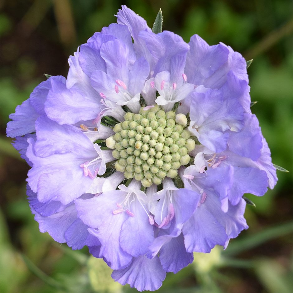 <i>Scabiosa caucasica</i> 'Perfecta Mid Blue' (Perfecta Series)