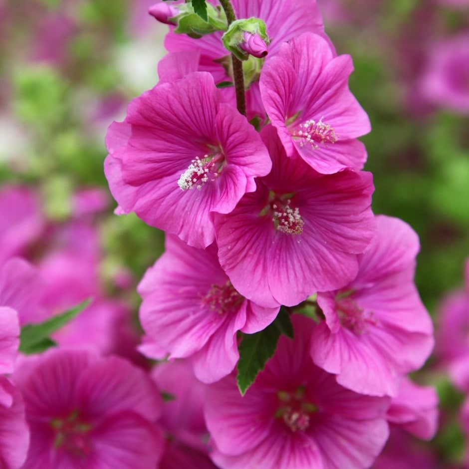 <I>Malva</i> × <i>clementii</i> 'Bredon Springs' 