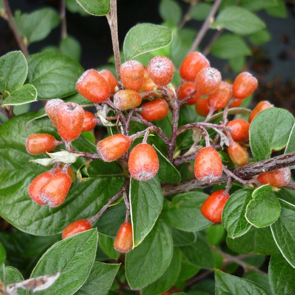 <i>Cotoneaster naoujanensis</i> 'Berried Treasure'