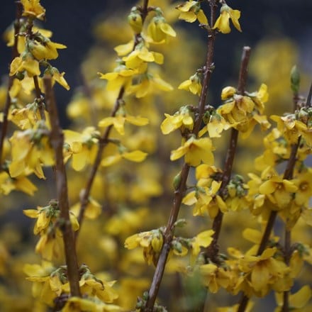 Forsythia × intermedia Goldrausch