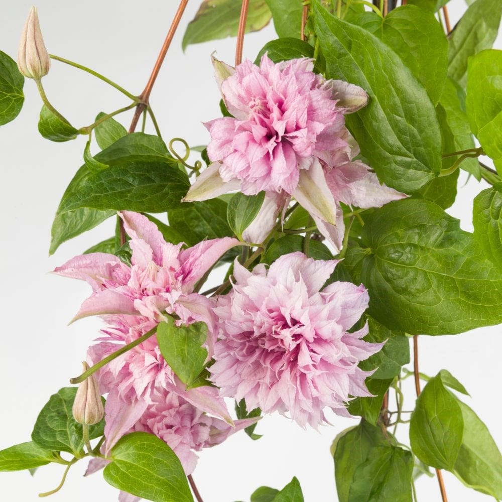 <i>Clematis</i> <b class=small-caps>Multi Pink</b> ('ST17333') (PBR)