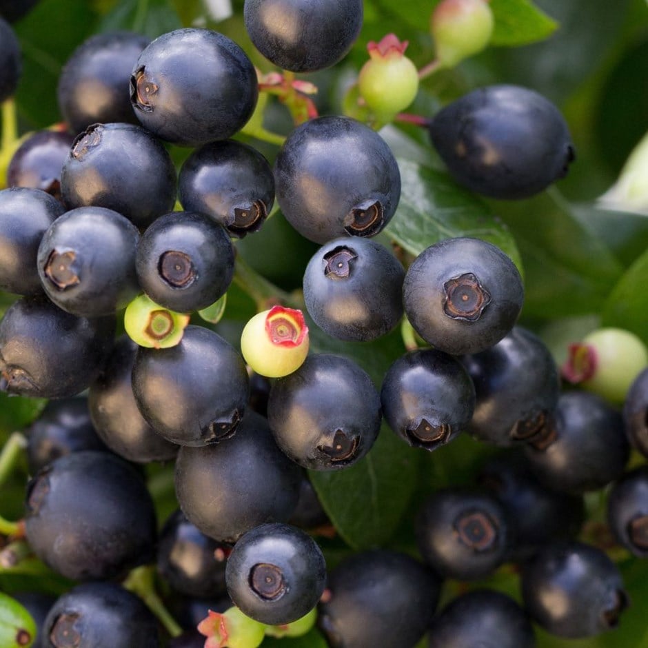 blueberry <b class=small-caps>BerryBux</b> ('ZF08095') (PBR) (Brazelberry Series)