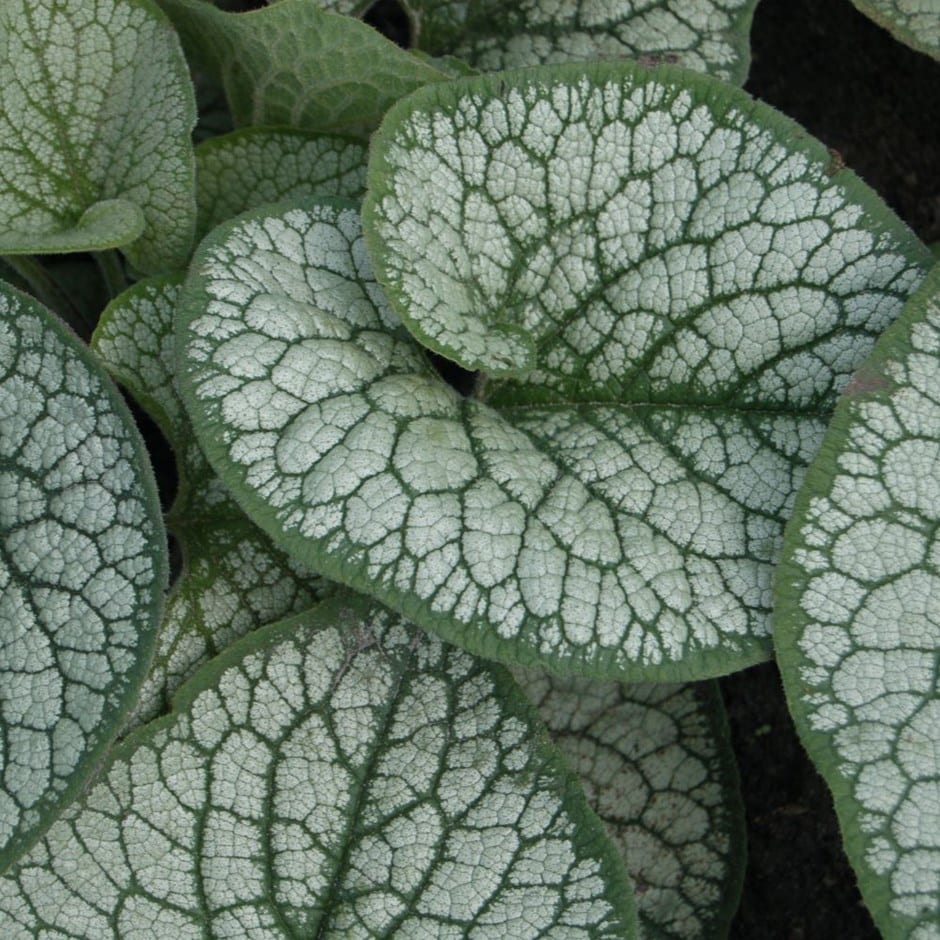 <i>Brunnera macrophylla</i> 'Sea Heart' (PBR)