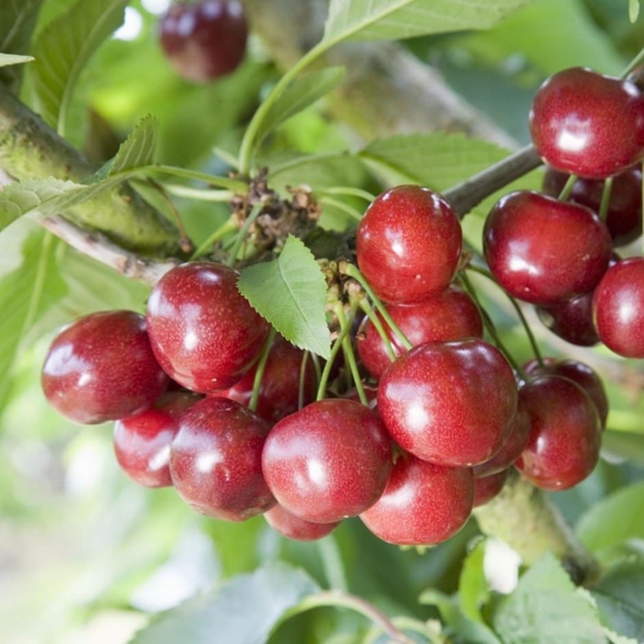 sweet cherry (syn. Prunus avium Celeste ('Sumpaca') sweet cherry (syn. Prunus avium Celeste ('Sumpaca')