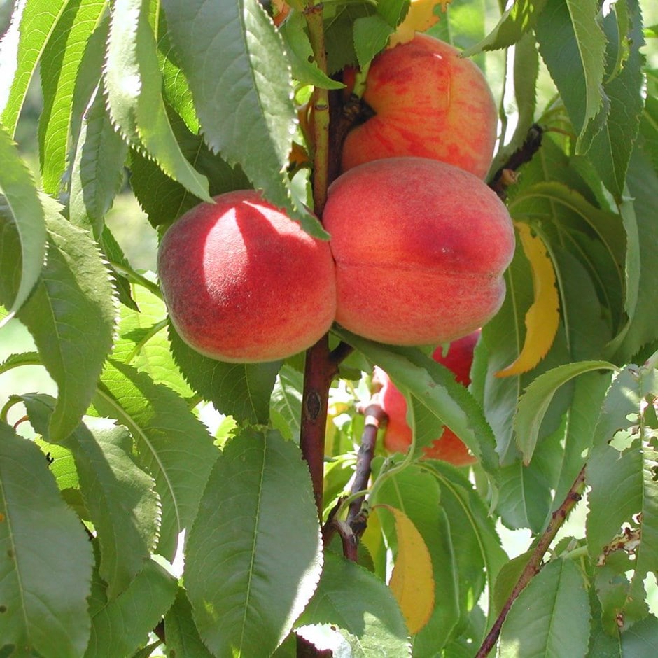 peach 'Avalon Pride'
