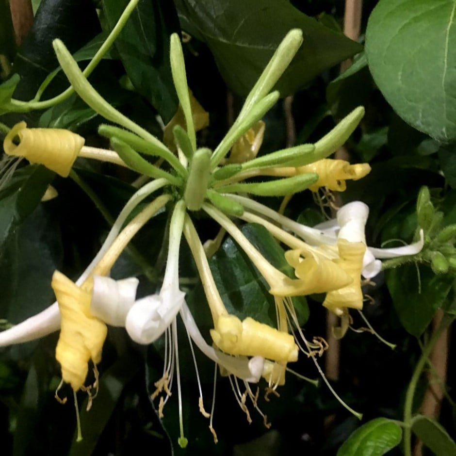 <i>Lonicera periclymenum</i> 'Sweet Sue'