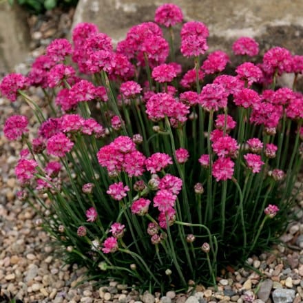 Armeria maritima Dusseldorfer Stolz