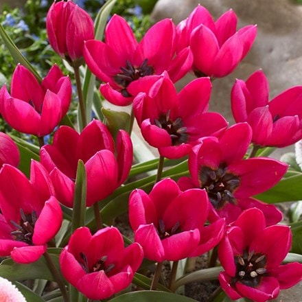 Tulipa humilis Violacea Group black base