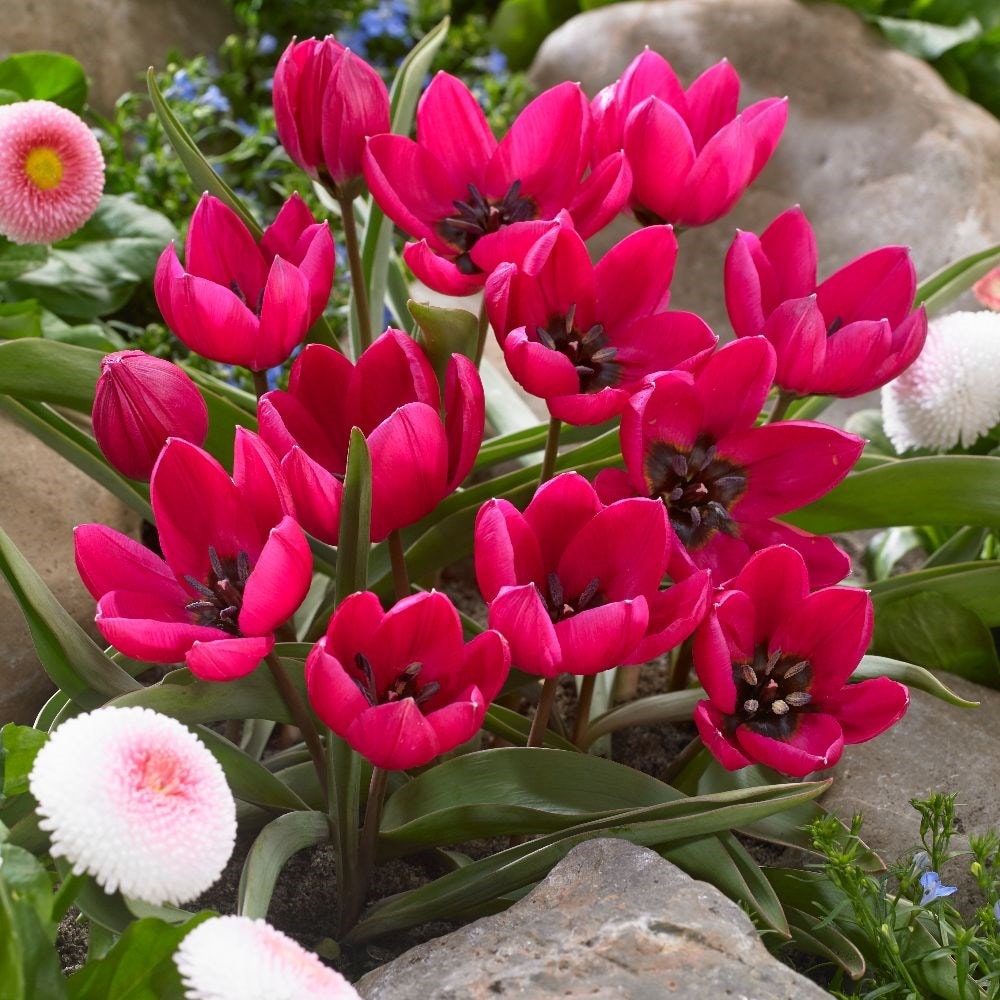 <I>Tulipa humilis</i> Violacea Group black base