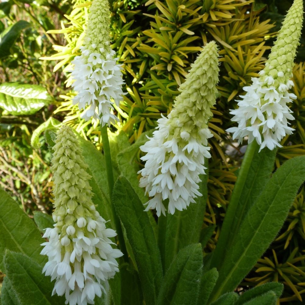 <I>Primula vialii</i> <b class=small-caps>Alison Holland</b> ('Aliholl') (PBR)
