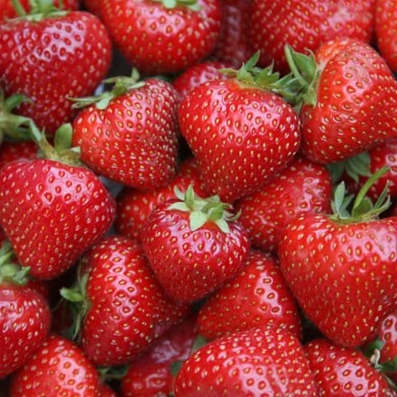 strawberry Sonata - mid season fruiting