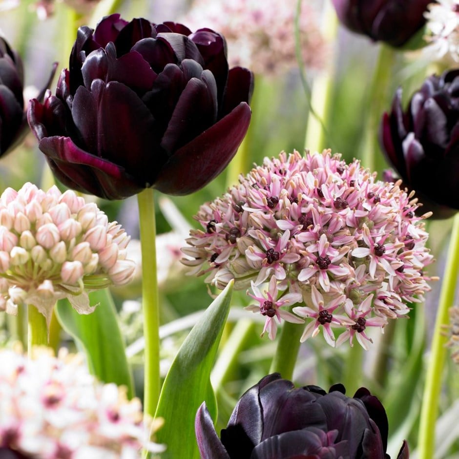 Tulip 'Black Hero' & Allium 'Silver Spring'