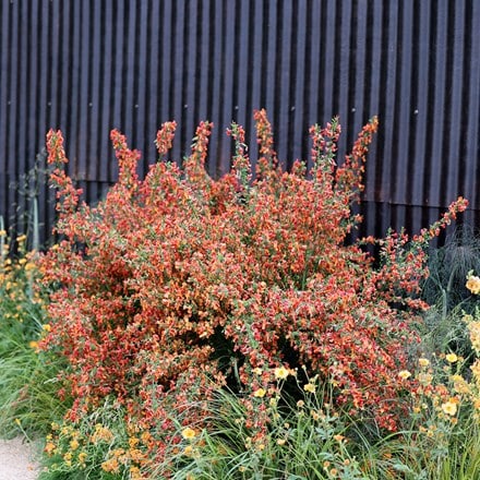 Cytisus Lena