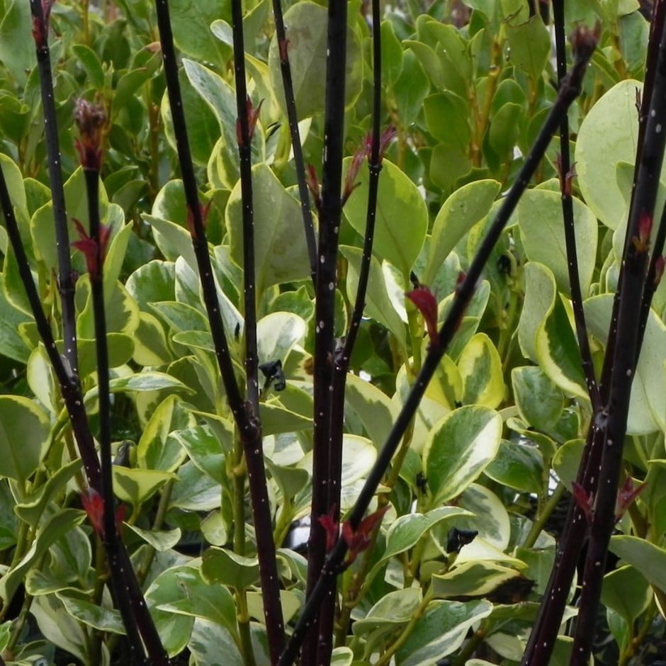 <i>Cornus alba</i> 'Kesselringii'