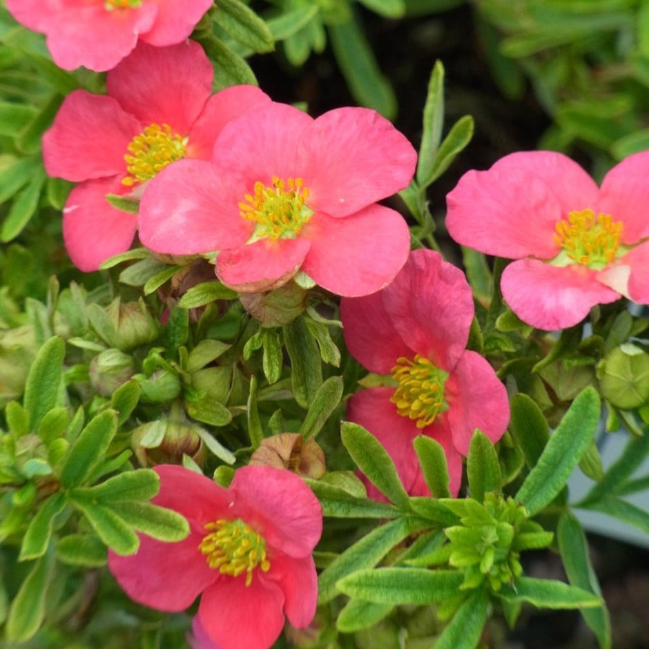 shrubby cinquefoil shrubby cinquefoil