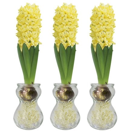 3 hyacinth vases & 3 yellow indoor hyacinth bulbs