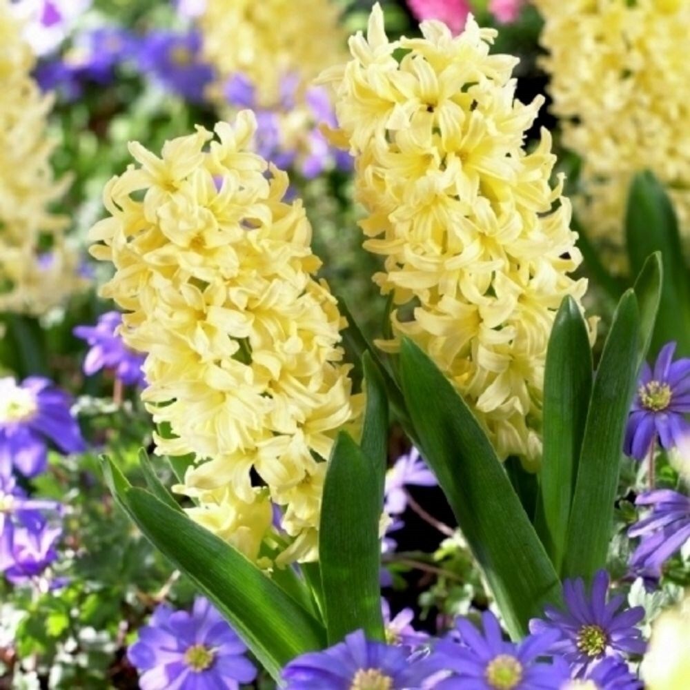 3 hyacinth vases & 3 yellow indoor hyacinth bulbs