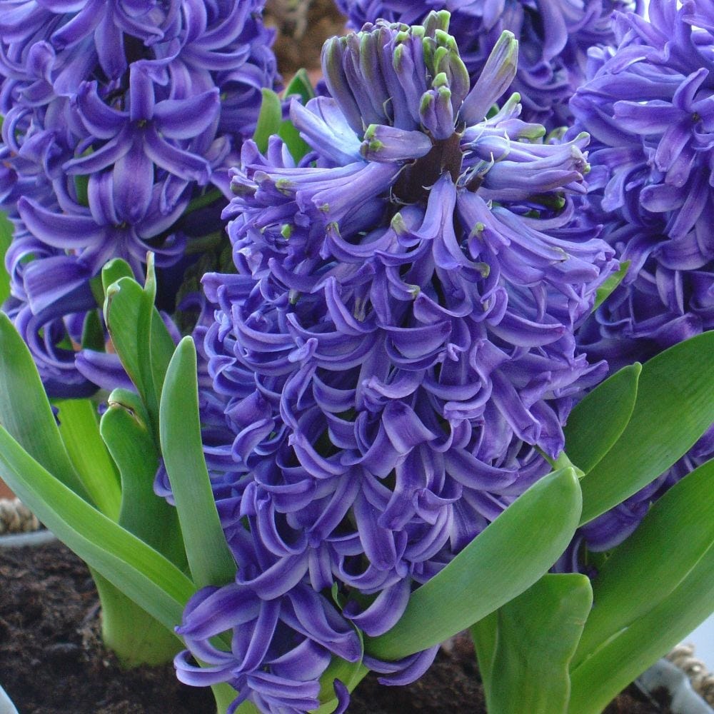 3 hyacinth vases & 3 blue indoor hyacinth bulbs