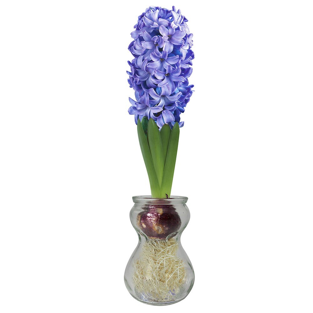 3 hyacinth vases & 3 blue indoor hyacinth bulbs