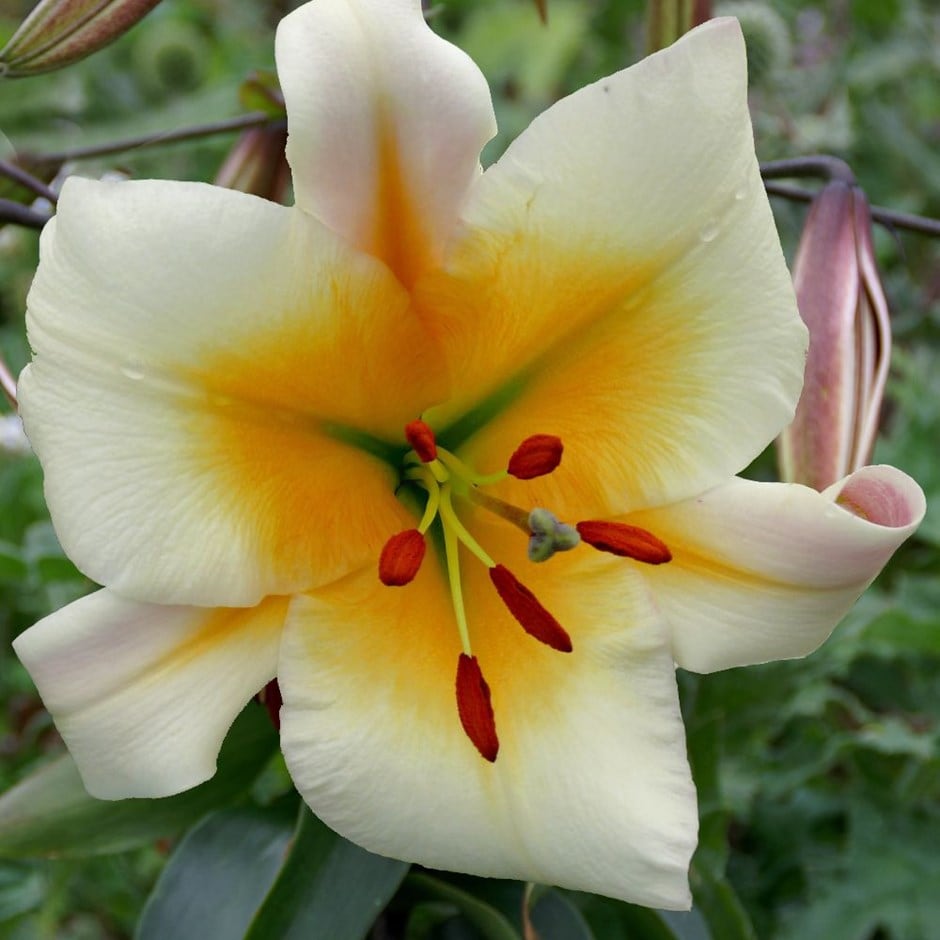 <i>Lilium</i> 'Miss Peculiar'