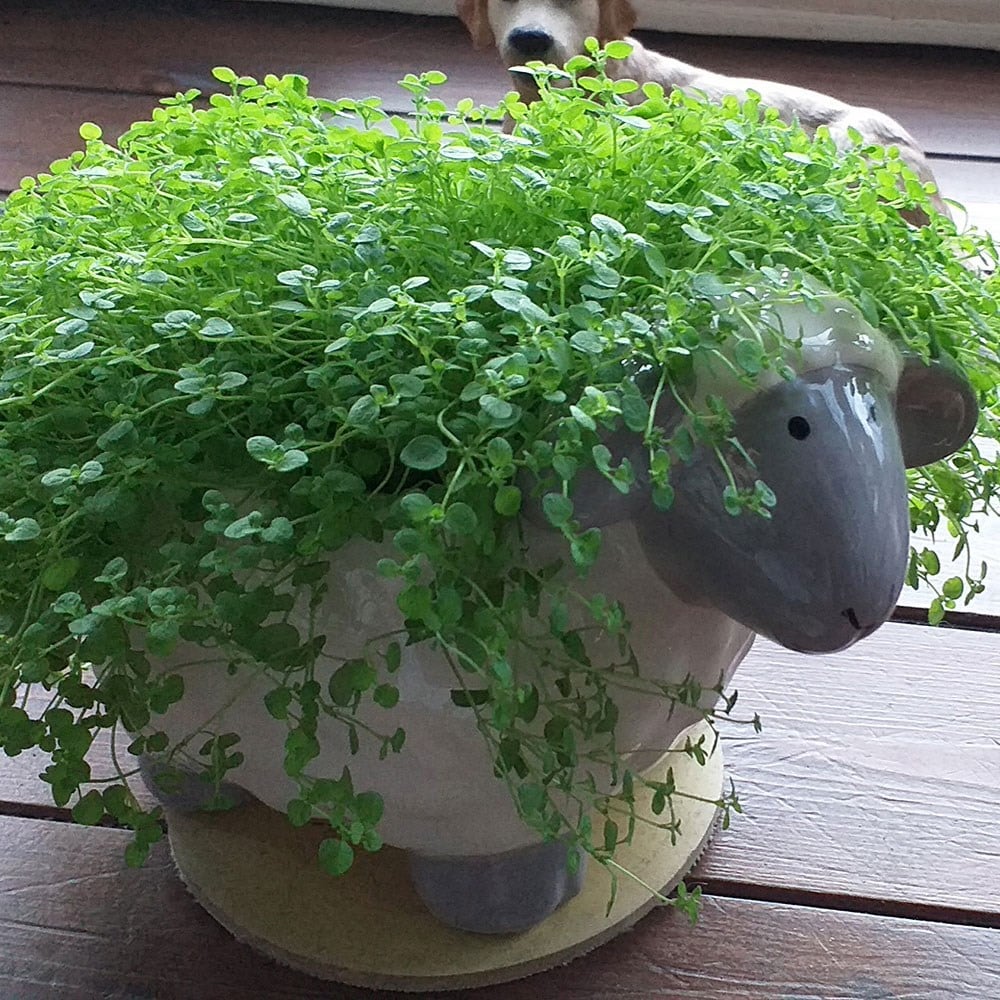 mint grow kit & lamb planter