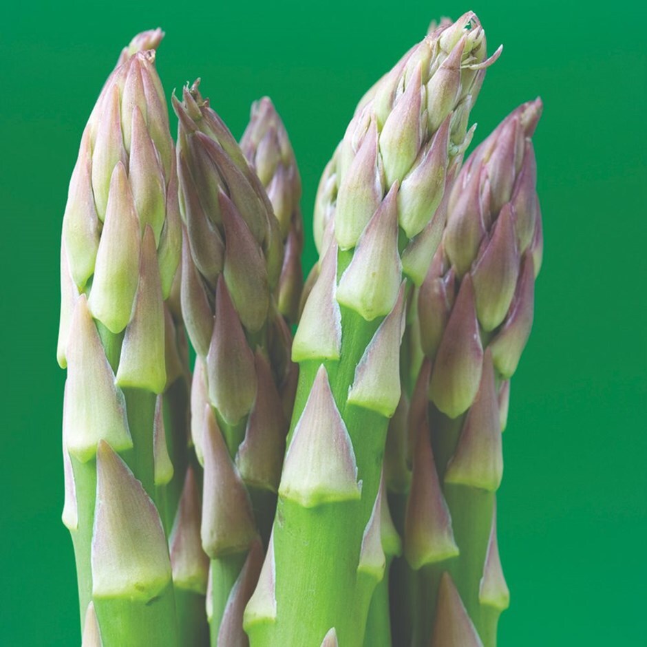 asparagus 'Backlim'