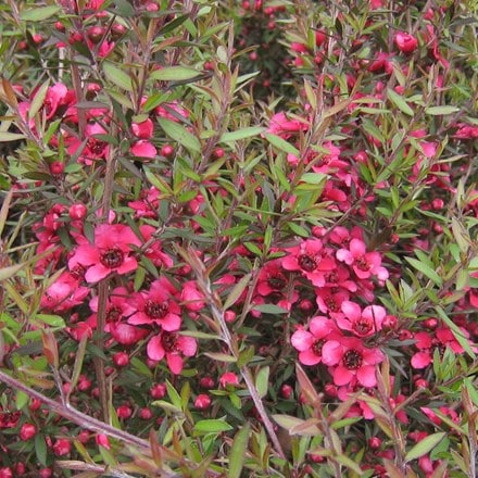 Leptospermum scoparium Red Ensign