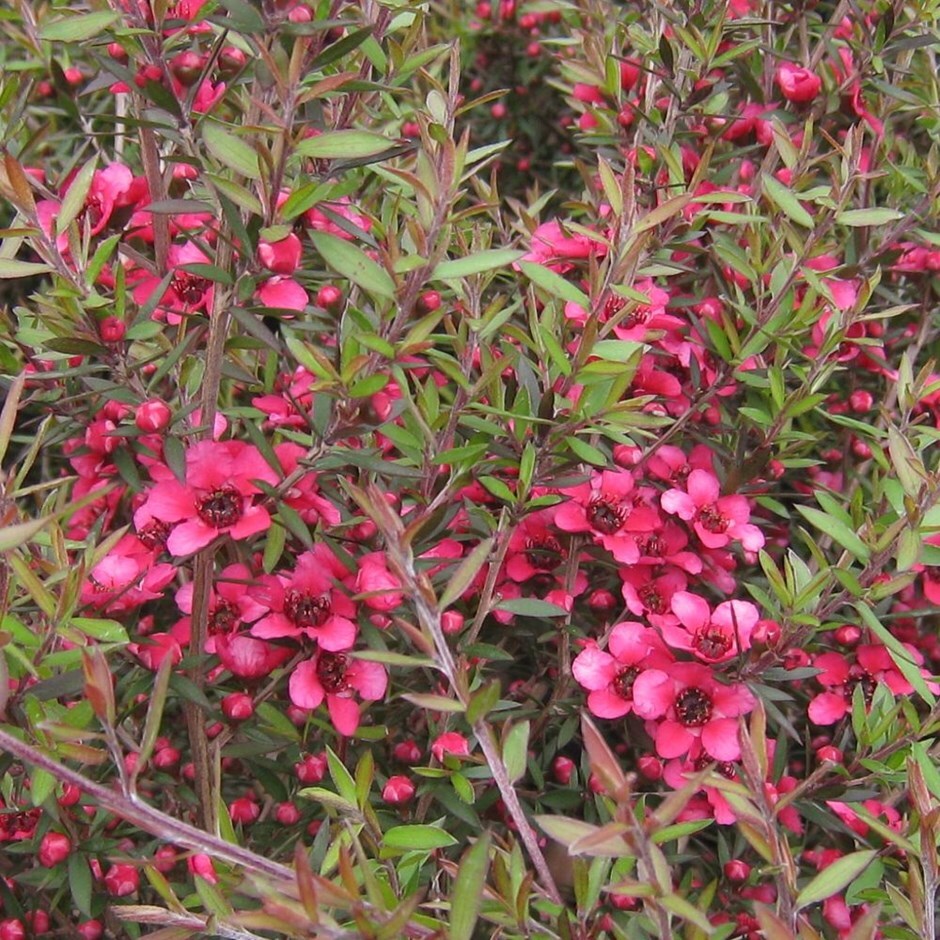 <i>Leptospermum scoparium</i> 'Red Ensign'