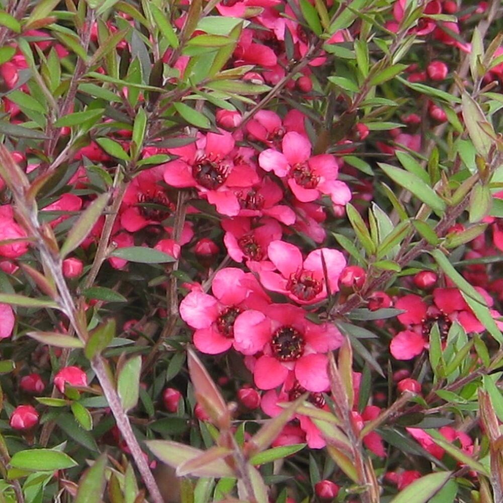 <i>Leptospermum scoparium</i> 'Red Ensign'