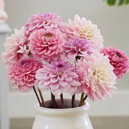 Pink ice dahlia collection