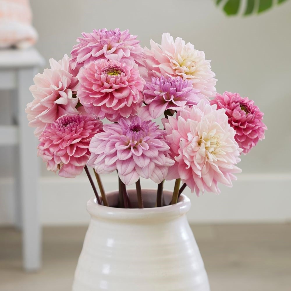 Pink ice dahlia collection