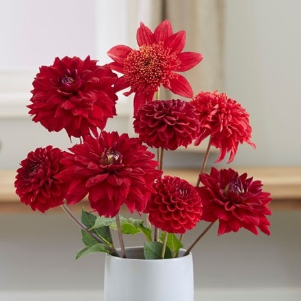 Best red dahlia collection