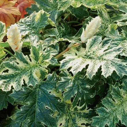 acanthus whitewater breech crocus