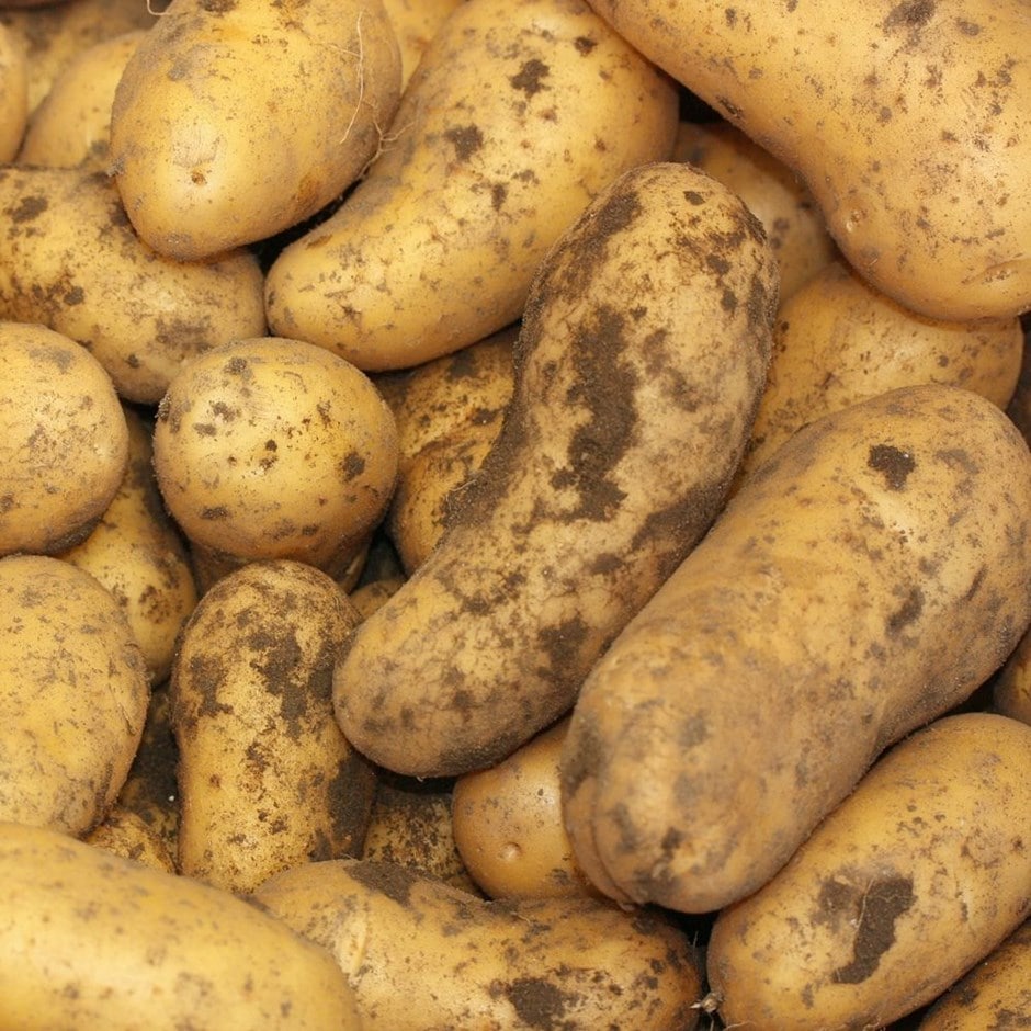 potato 'Belle De Fontenay'