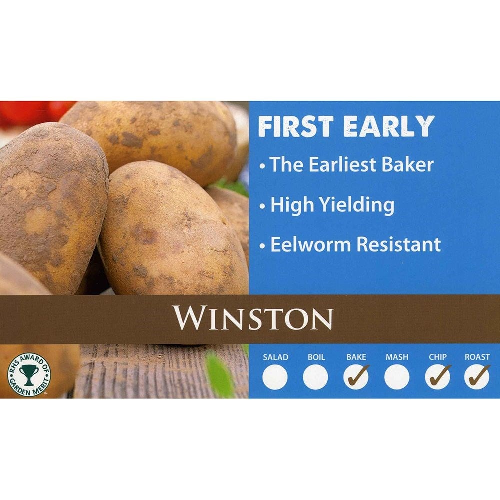 potato 'Winston' (PBR)