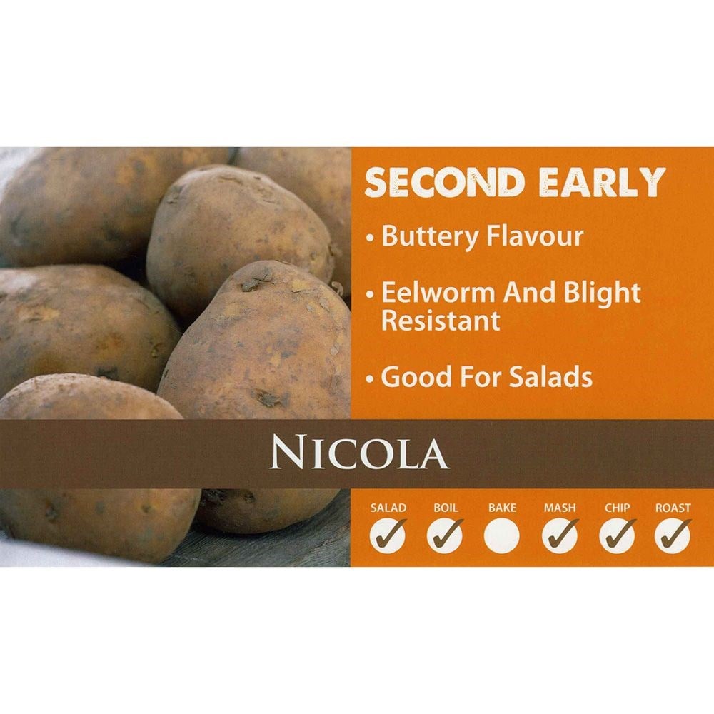 potato 'Nicola'