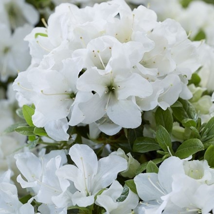 Rhododendron Pure White Julia ('Homlea') (PBR) (Encore Azalea Series)