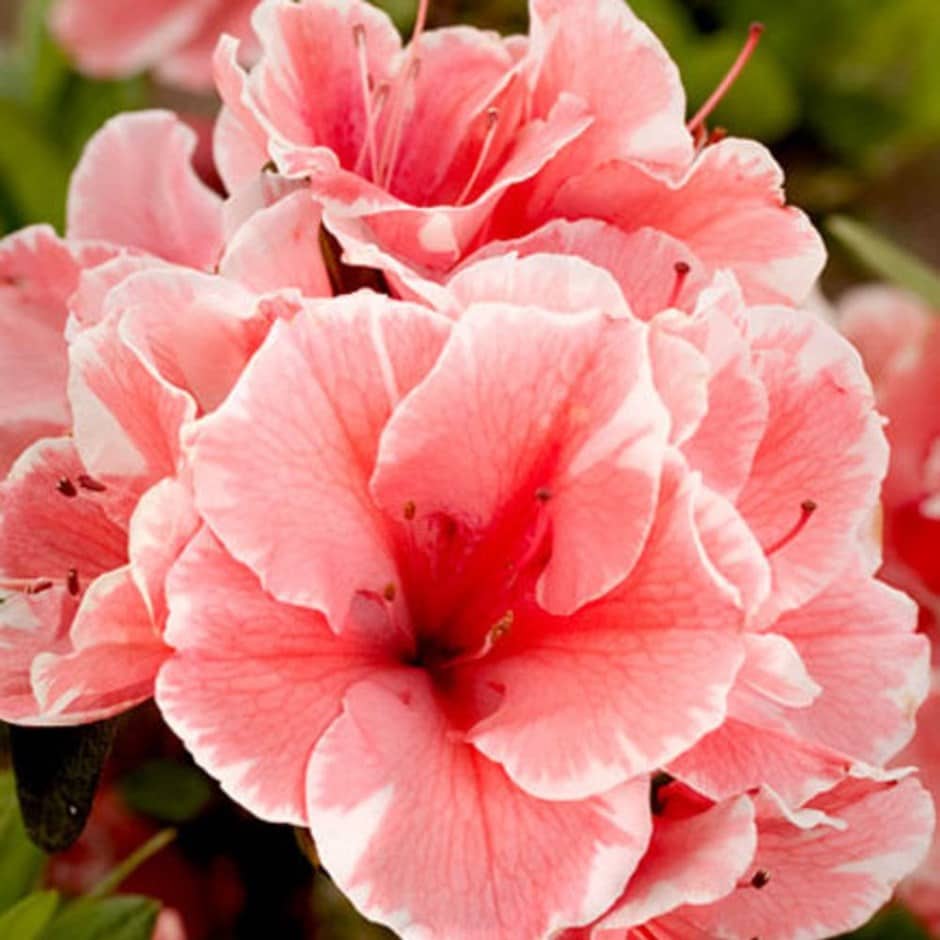 <i>Rhododendron</i> <b class=small-caps>Autumn Sunburst</b> ('Roblet') (PBR) (Encore Azalea Series)