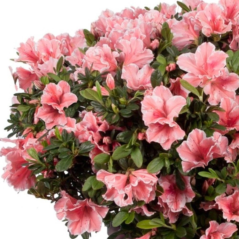 <i>Rhododendron</i> <b class=small-caps>Autumn Sunburst</b> ('Roblet') (PBR) (Encore Azalea Series)