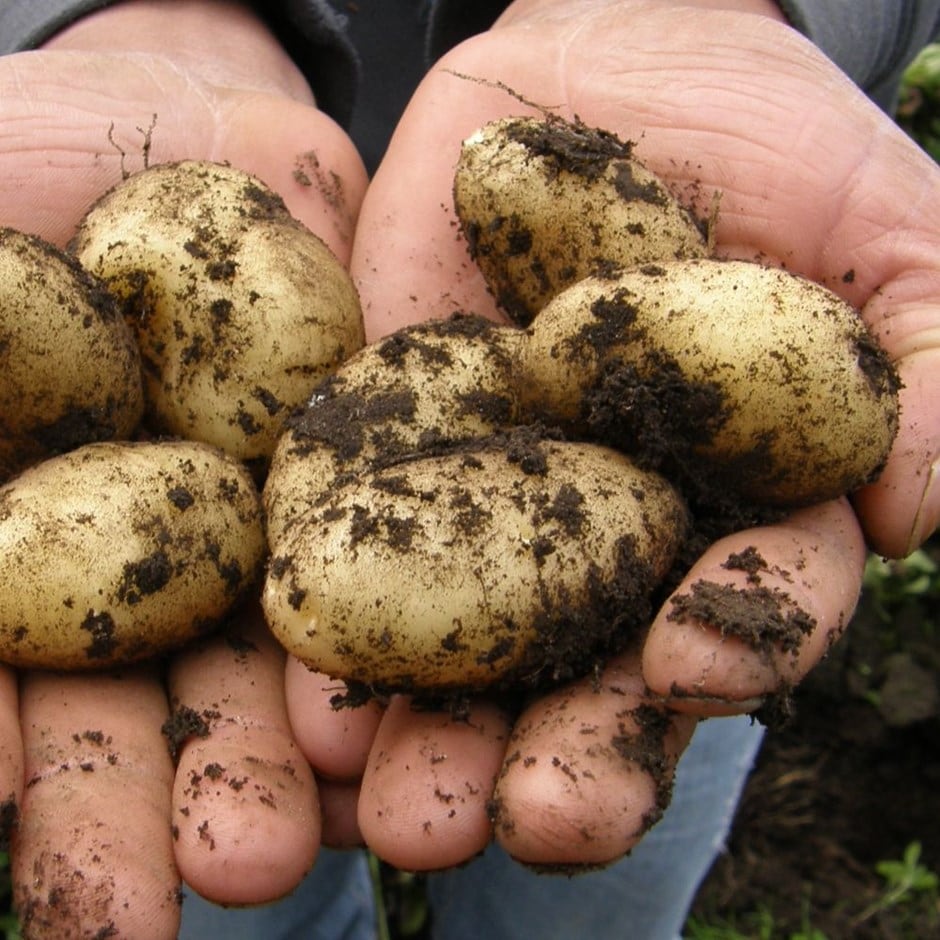potato 'Wilja'