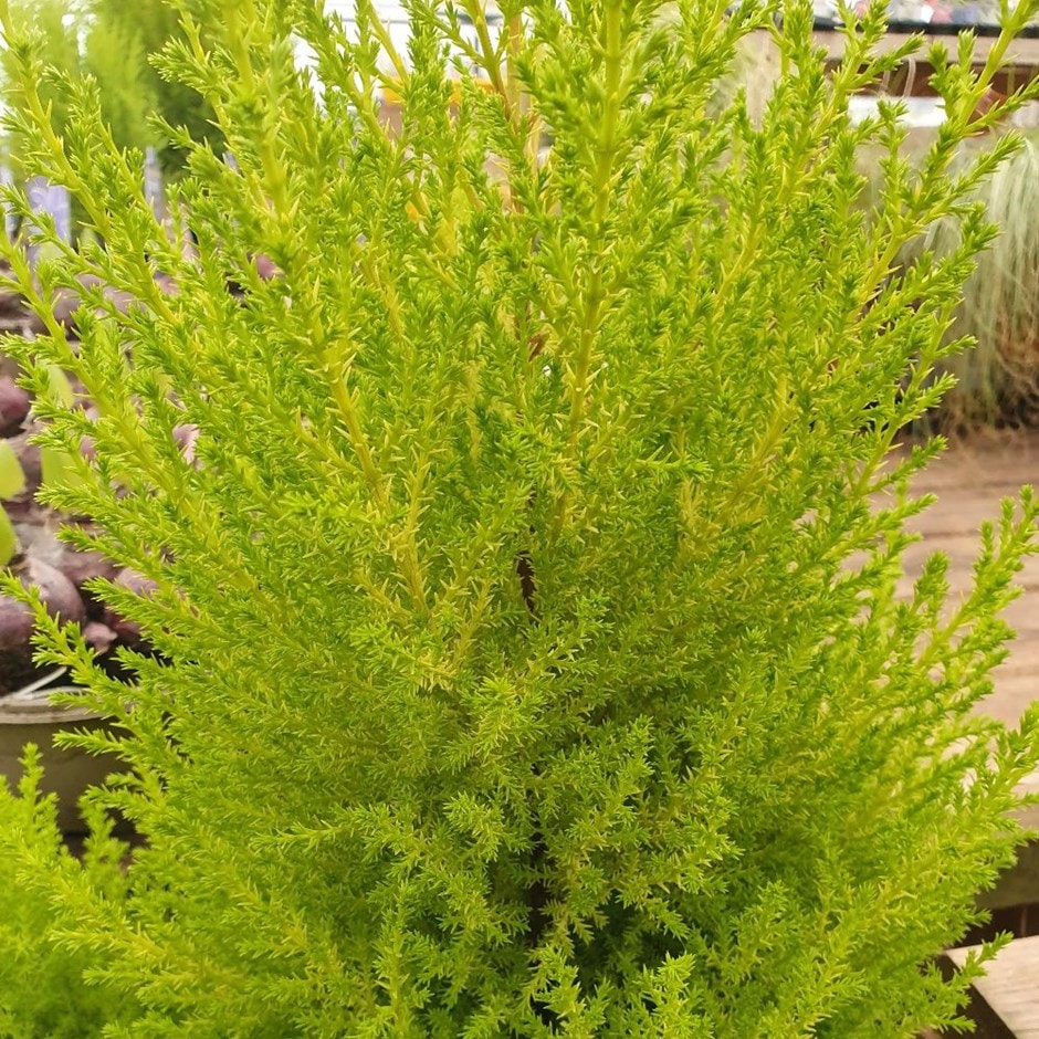 <i>Cupressus macrocarpa</i> 'Wilma'