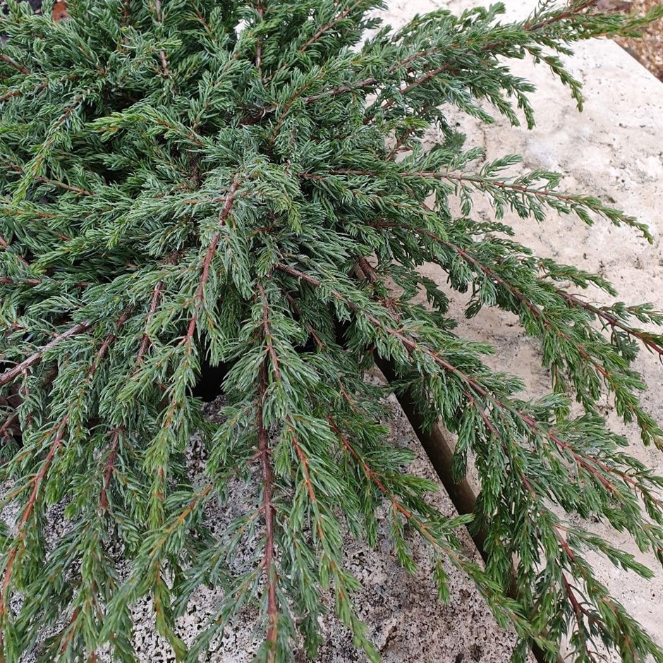 <i>Juniperus communis</i> 'Repanda'