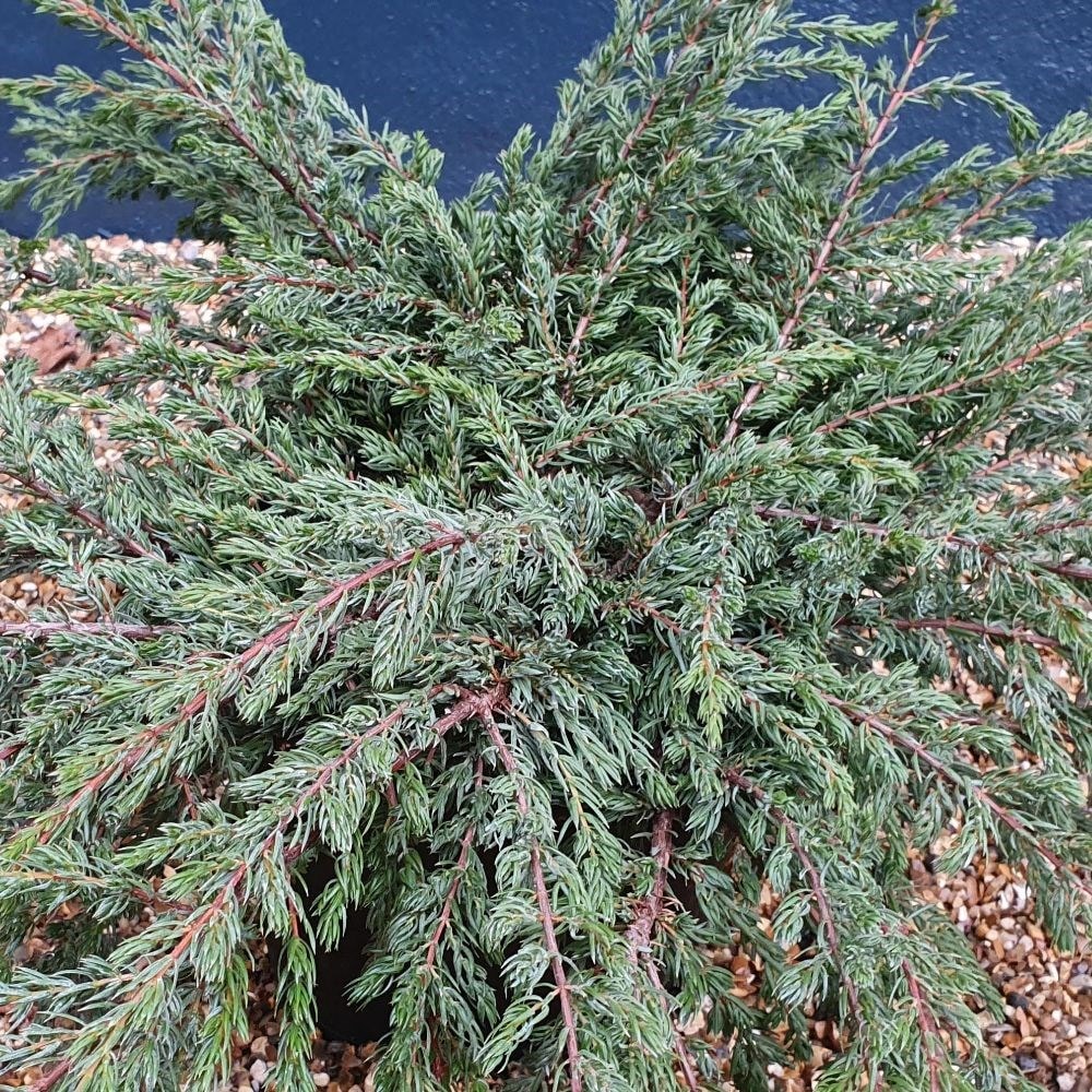 <i>Juniperus communis</i> 'Repanda'