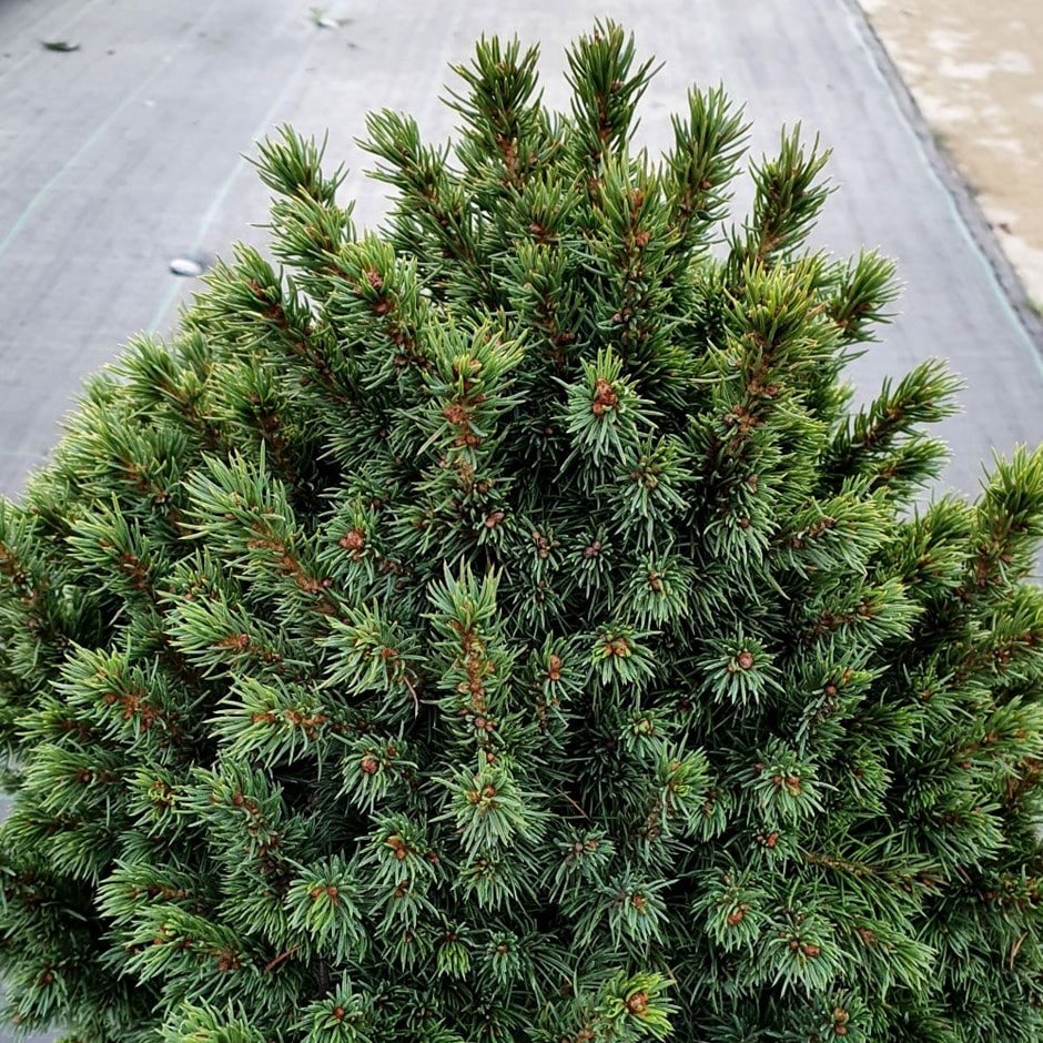 <i>Picea glauca</i> var. </i>albertiana</i> 'Alberta Globe'