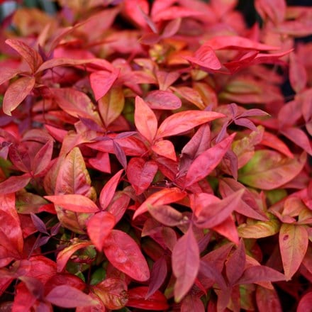 Nandina domestica Blush Pink ('Aka') (PBR)