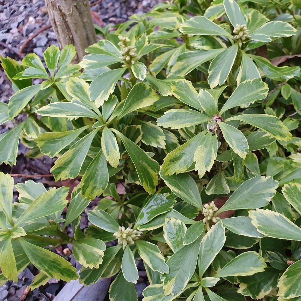 Buy Japanese Spurge Pachysandra Terminalis Variegata Delivery By